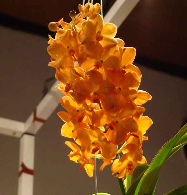 in orange..