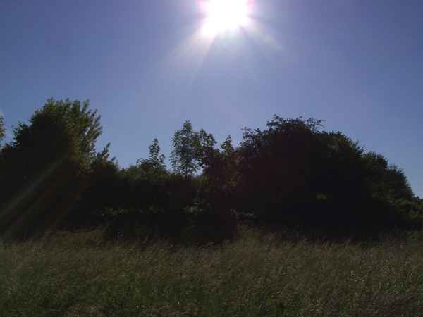 Morgensonne trinkt Tau