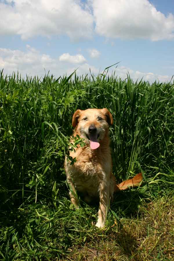 Dachs von der kleinen Kiefer