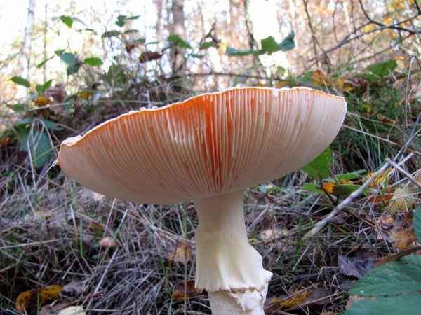 Fliegenpilz - andere Perspektive