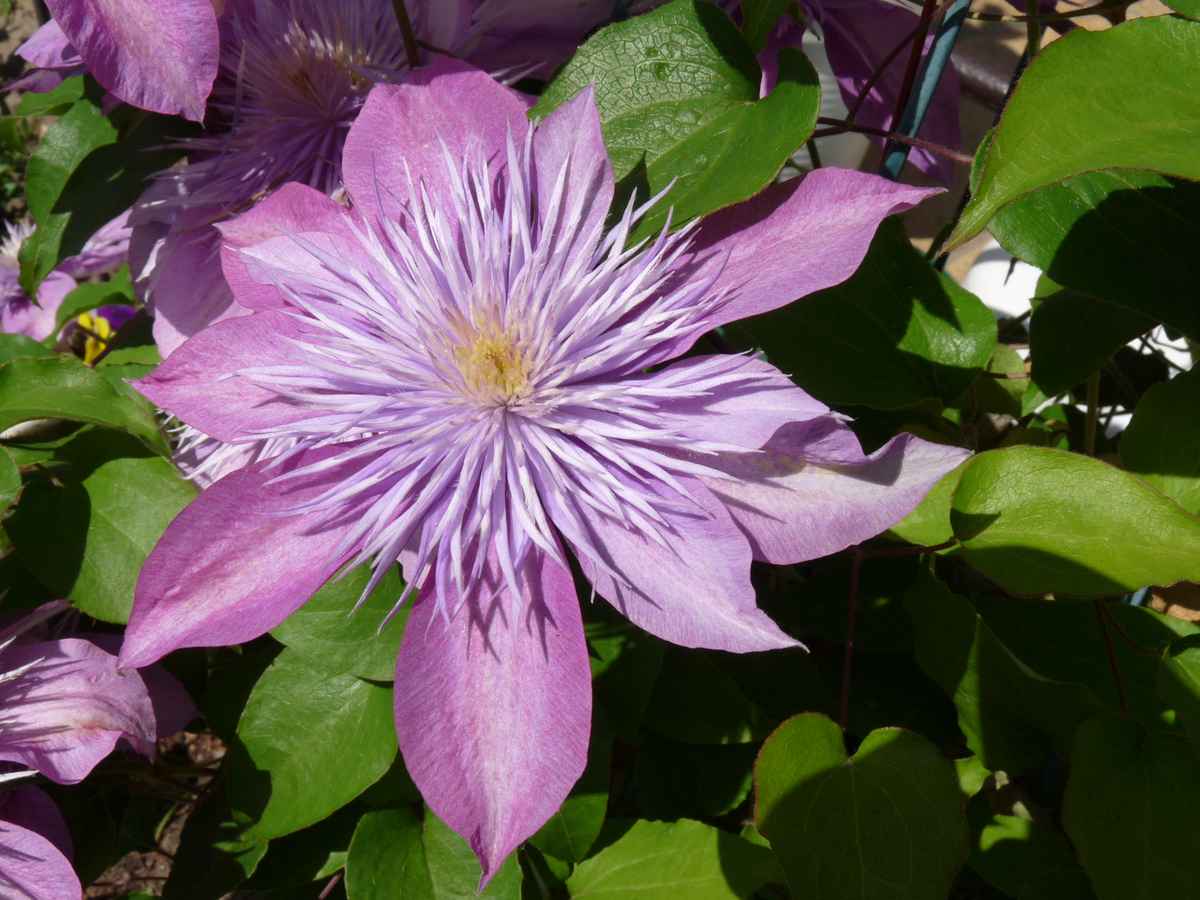 violette  Schönheit