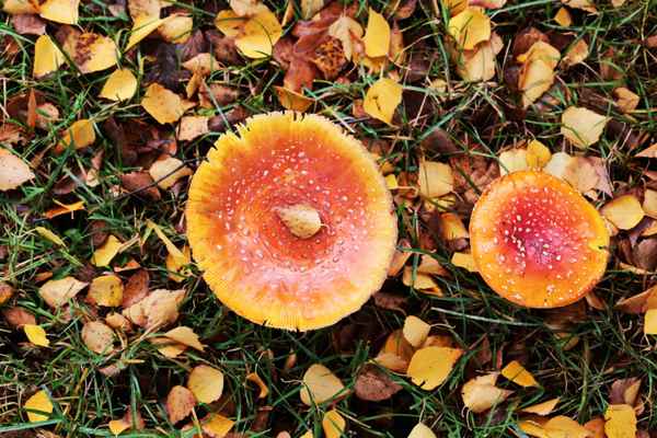 herbstimpressionen 7