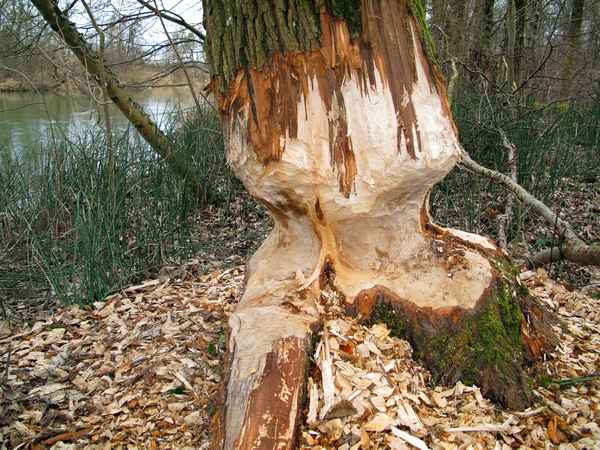 Der Biber hat's bald geschafft