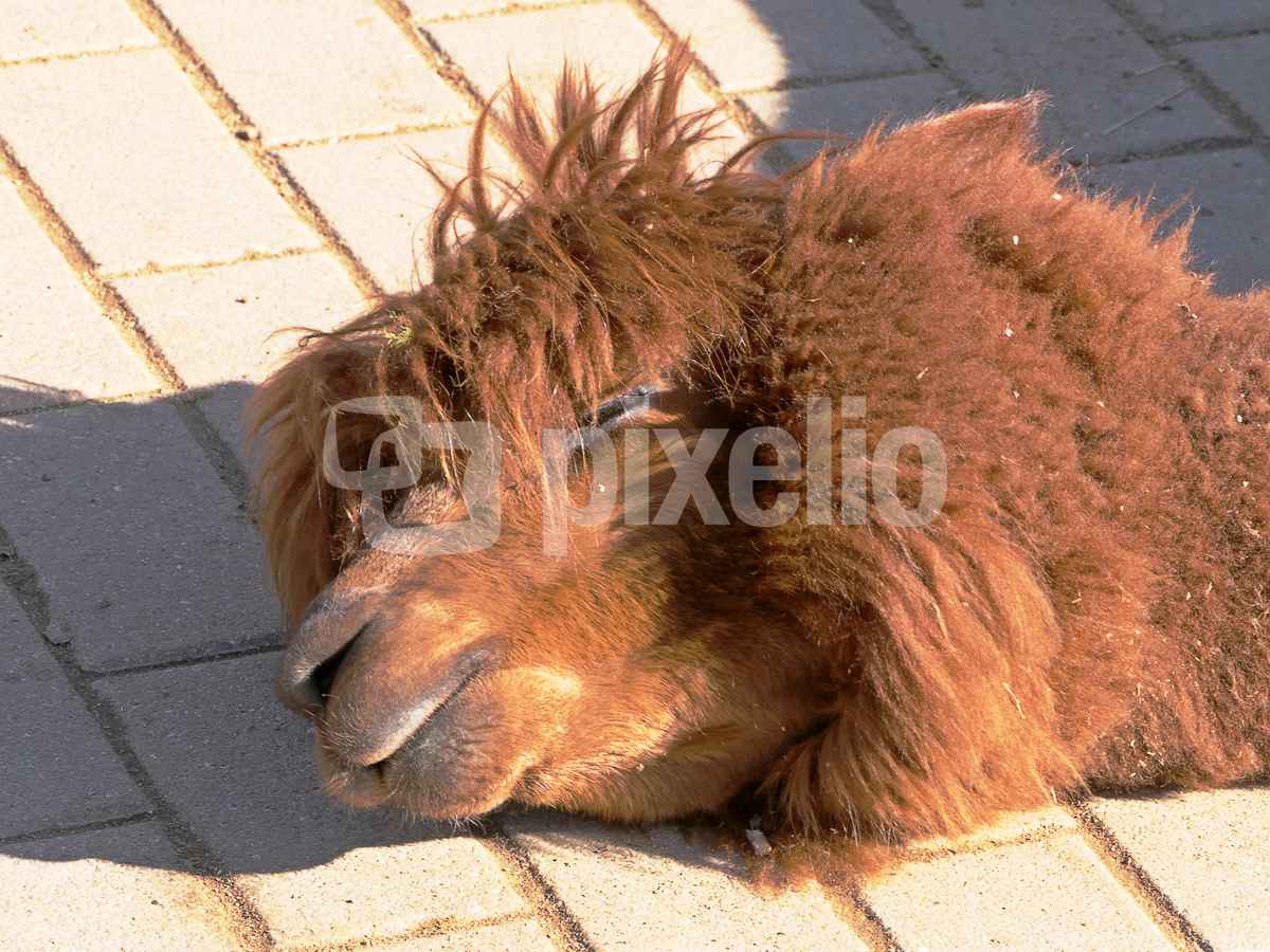 sich gut gehen lassen