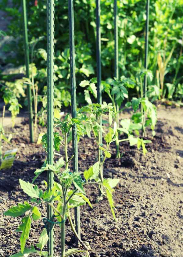 Tomaten Pflanzen im Garten