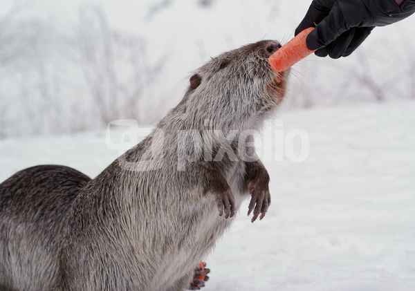 Nutria