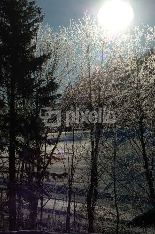 Sonne in den Zweigen