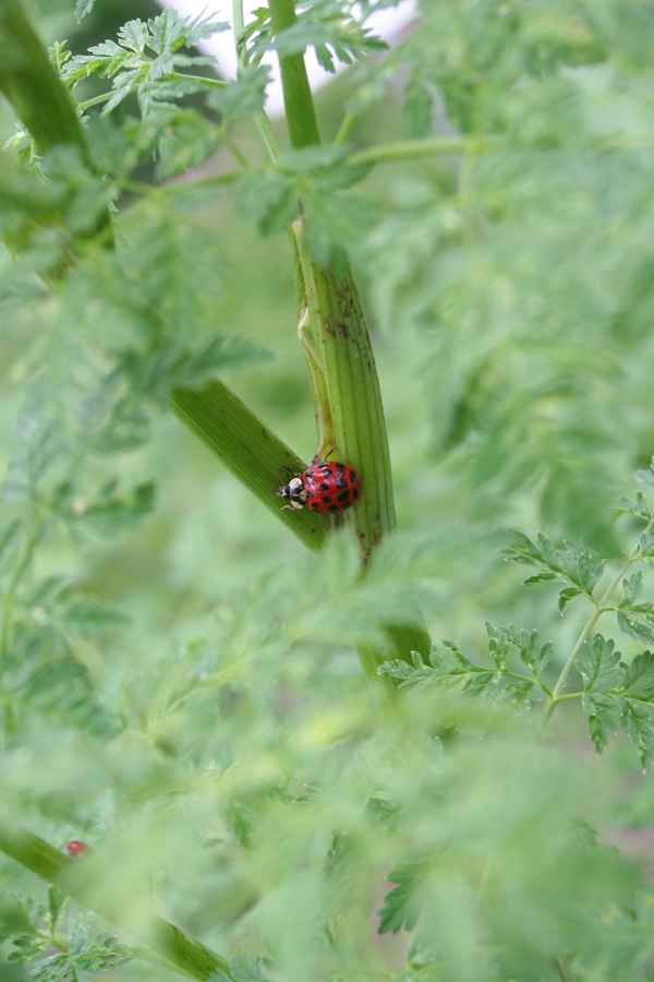 Marienkäfer an einem Kräuterstrauch