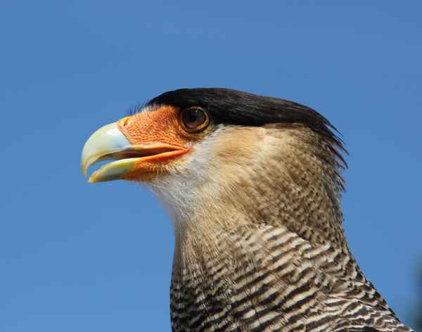 Karakara (Geierfalke) ..auf der Adlerwarte