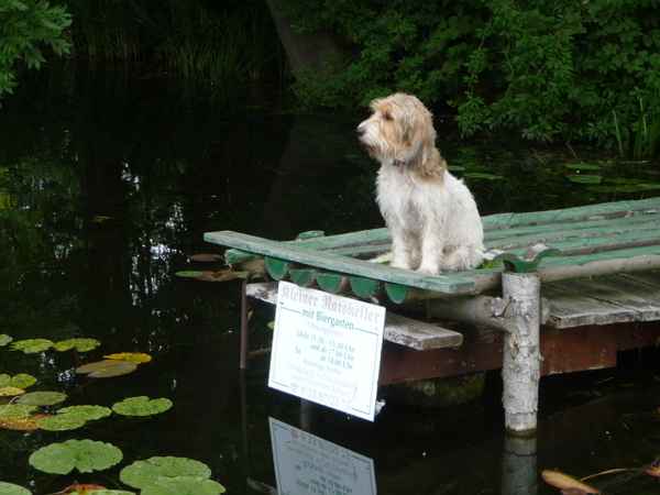 Schöner  Hund