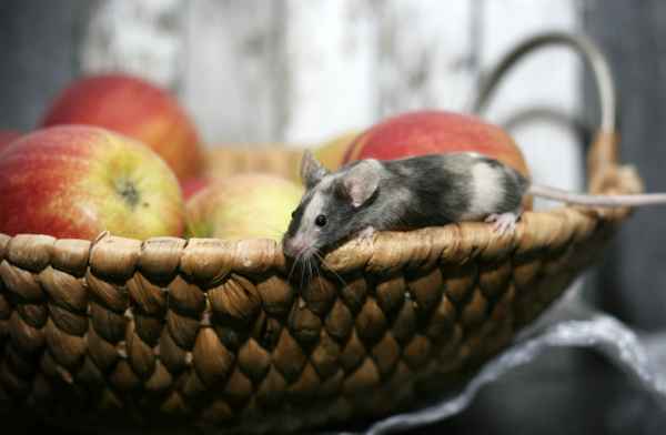 Maus