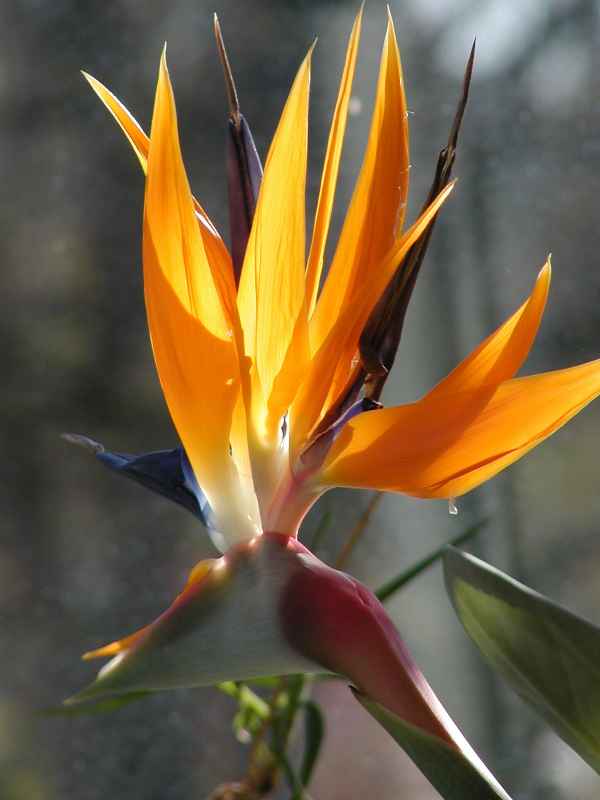 Paradiesvogelblume (Strelizia reginae)