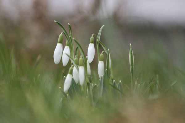 Schneeglöckchen