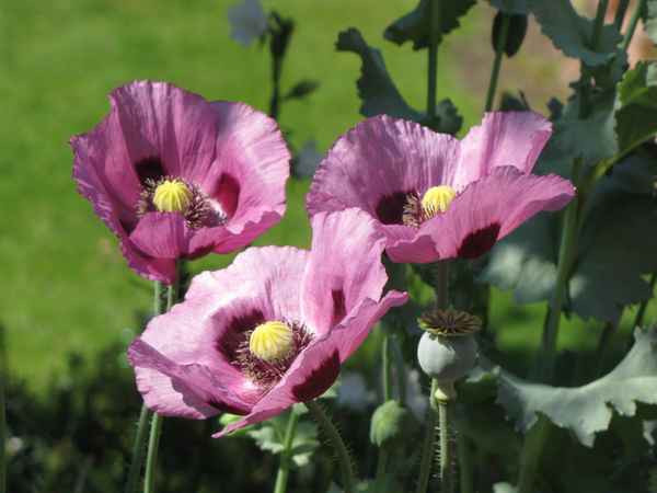 Lila Mohnblumen