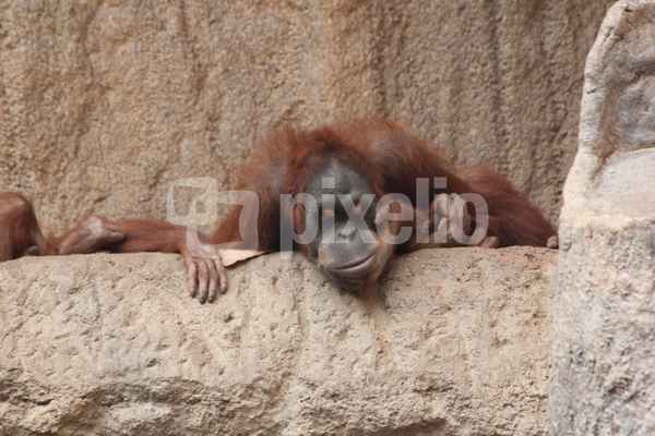 Orang Utan