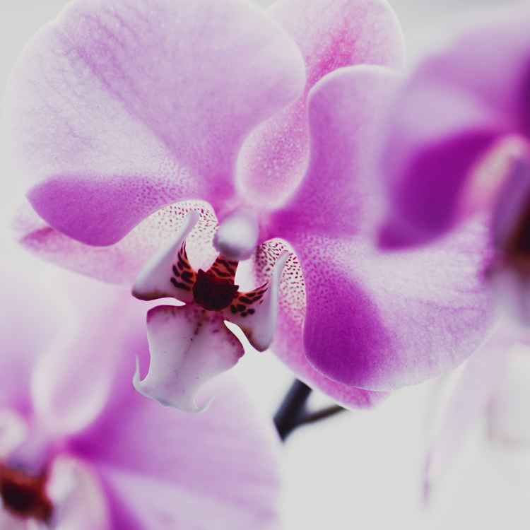 Orchidee 1