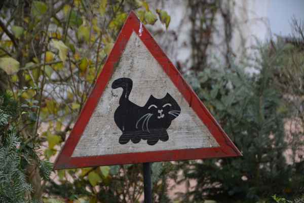 Achtung Katze!!!