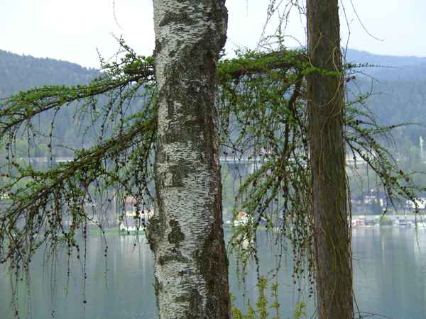 Lärchenäste