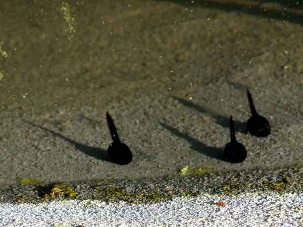 Kaulquappen sonnen sich in der Sonne