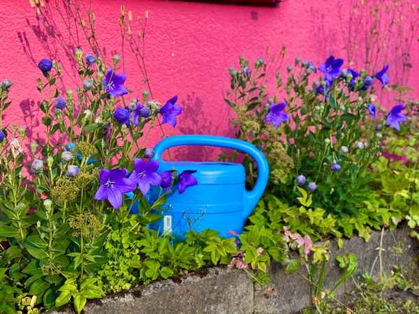 Ballonblume vor roter Hauswand