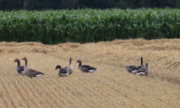 saatgänse im paradies