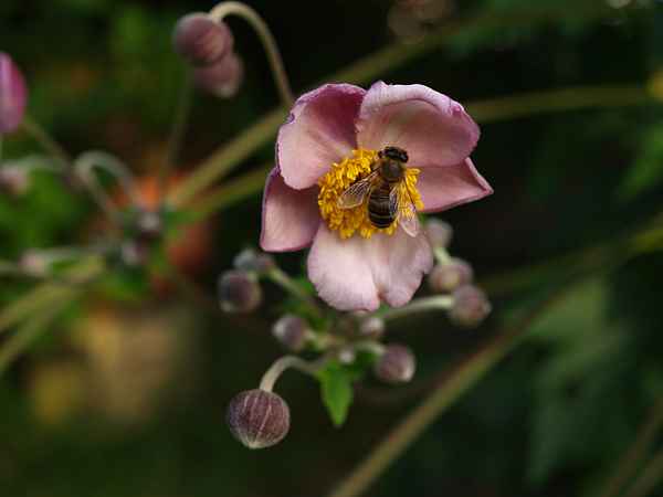Bienchen bei der Arbeit