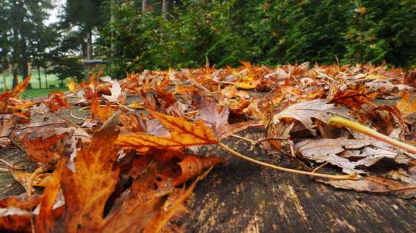 tischlein deck dich im herbst