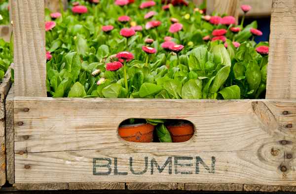 Blumen
