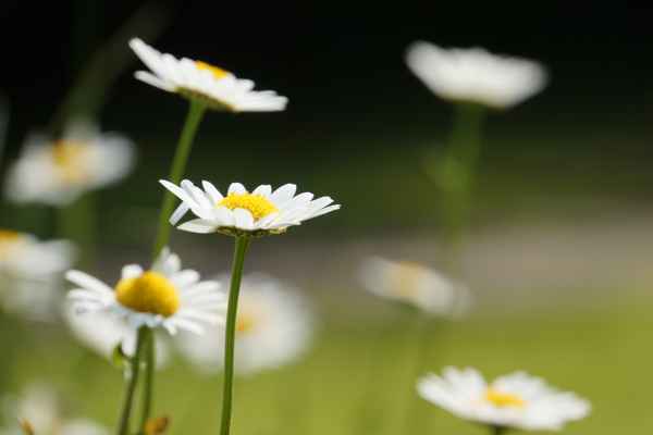 Margaritenblüten 4