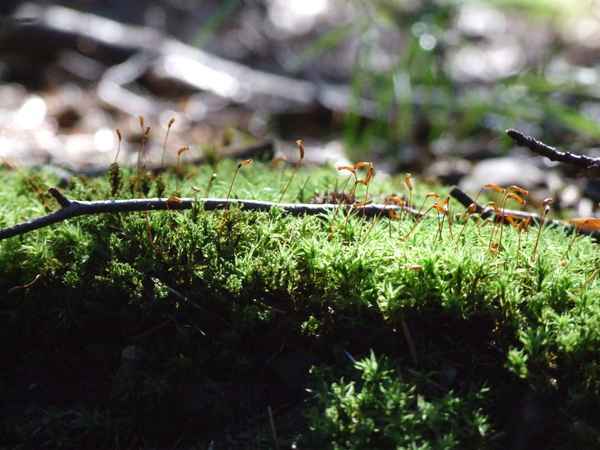Waldboden / forrest soil