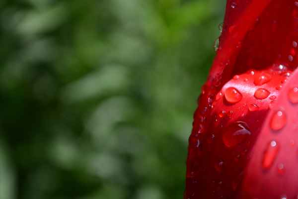 Rote Tulpe