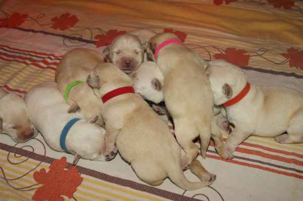 Labrador Welpen von Enja