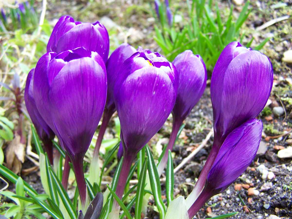 Krokusse lila