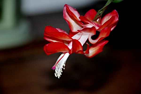 Mein treuer Weihnachtskaktus