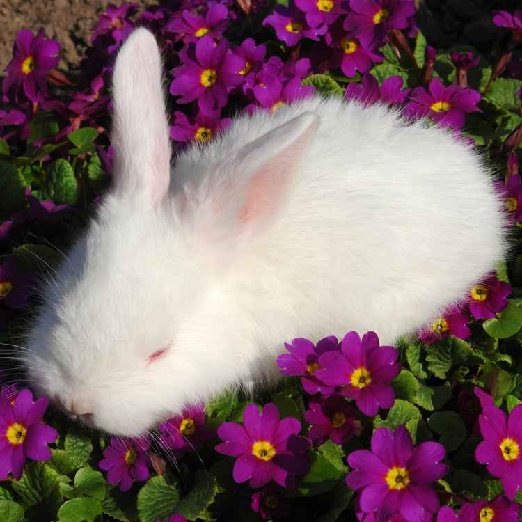 Ein Bett im Blumenbeet