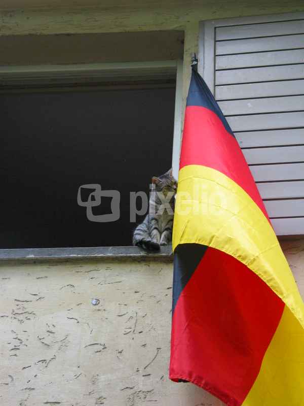 Katze am Fenster