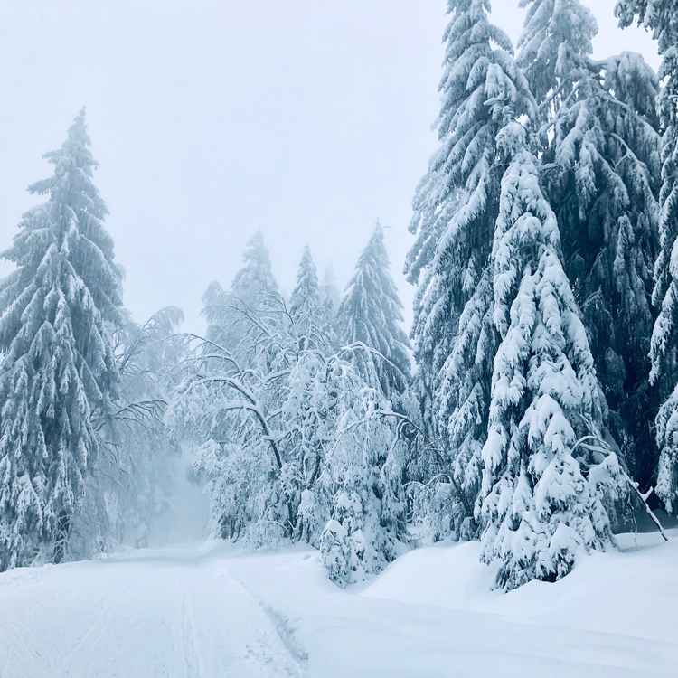 Winterwald unter Schneelast