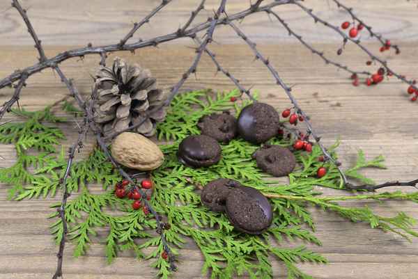 2 Arten von Neros-Plätzchen