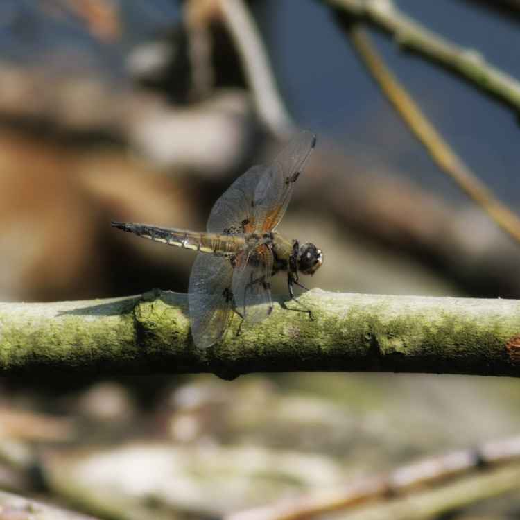 Libelle