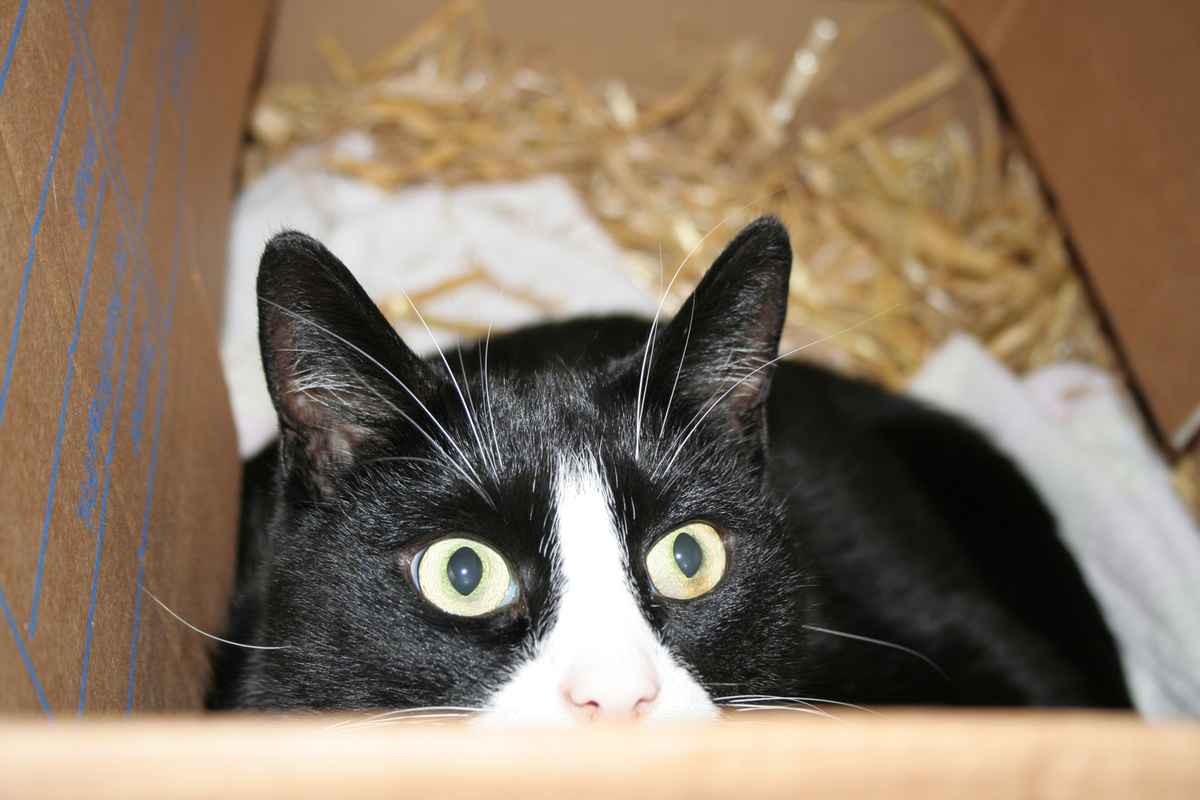 Kater