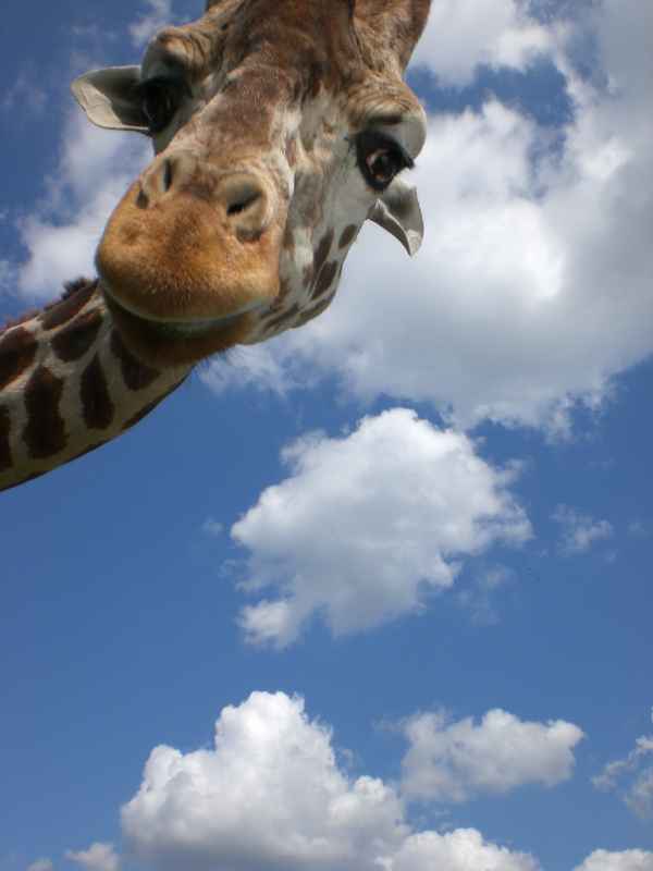 Giraffe