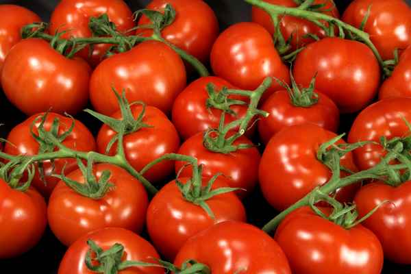 Tomaten 67