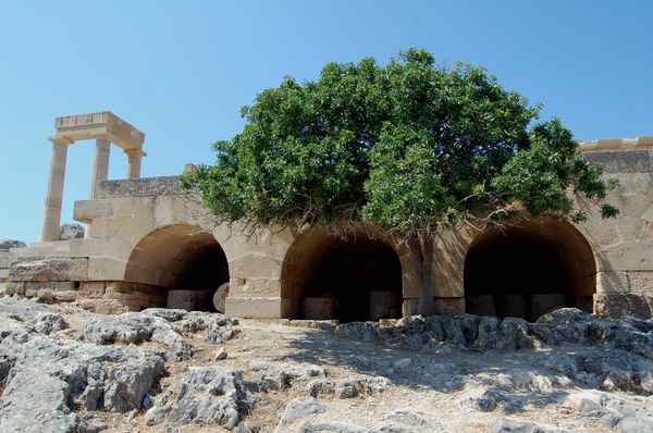 Baum in der Akropolis bei Lindos auf Rhodos
