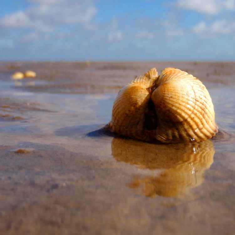 Herzmuschel bei Ebbe
