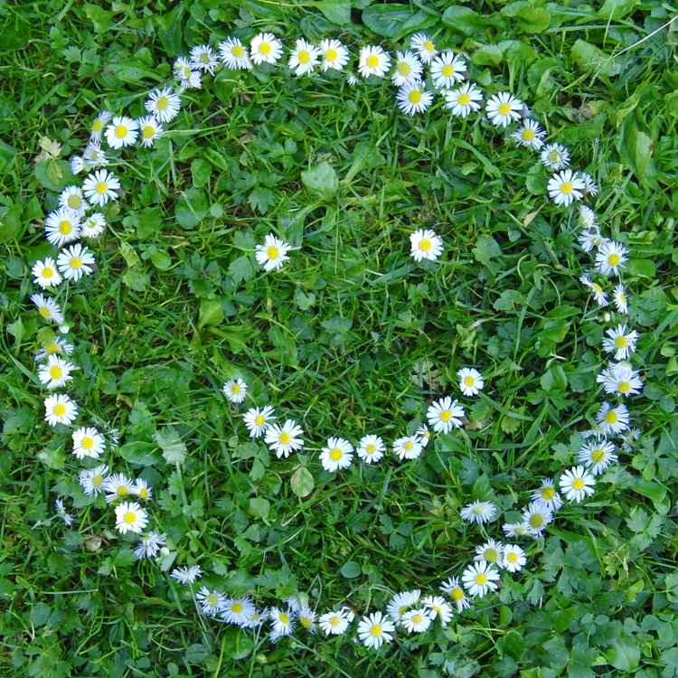 Smiley aus Gänseblümchen