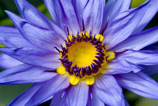 Blue Star