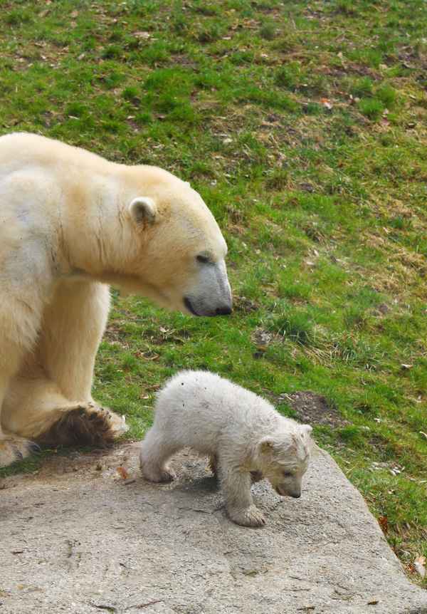 Bäriger Nachwuchs 03