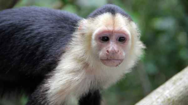 Weißschulterkapuzineraffe