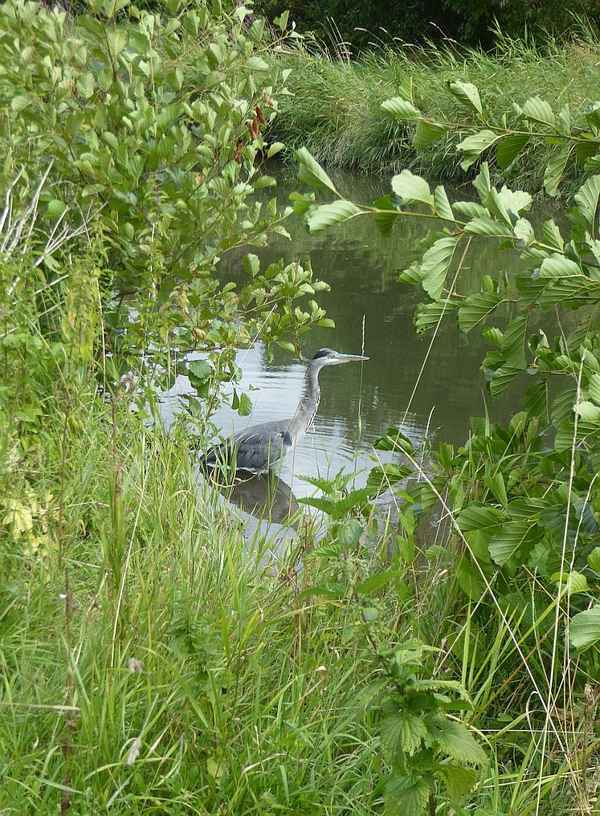 Reiher im Bach