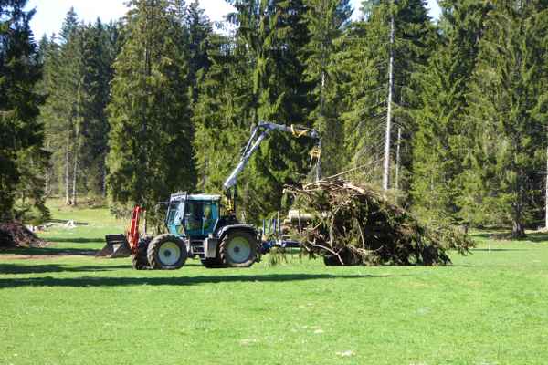 Auslichten des Forstes